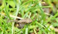 Bébé grenouille rousse © David Delecourt