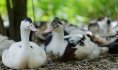 Au palais du foie gras