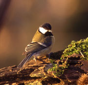 Mésange charbonnière © G.Smellinckx