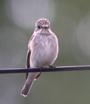 Gobe mouche gris © V. Gaveriaux