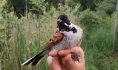 Bruant des roseaux mâle (Emberiza schoeniclus)