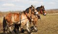 cheval trait du nord©David Delecourt