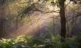 forêt de Raismes-Saint Amand Wallers©David Delecourt