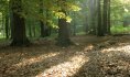 forêt de Marchiennes