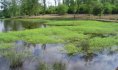 © PNR Scarpe-Escaut - 2009 - Etang envahi par la Jussie (Ludwigia peploides)