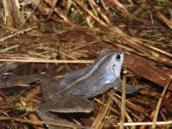 grenouille des champs