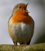 Rouge gorge familier