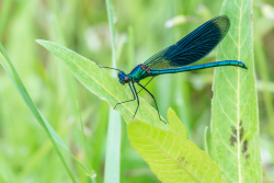 15_calopteryx_splendens_-_mannchen_c_mir