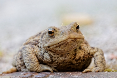 _mg_1752crapaud.jpg