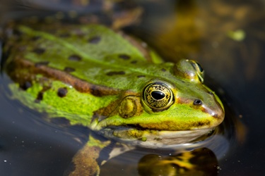 adobestock_146072252_grenouille_verte.jp