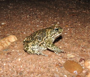 crapaud_calamite.jpg